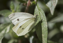 Pieris rapae