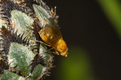 Sapromyzosoma quadricincta