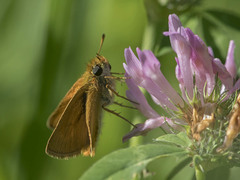 Thymelicus acteon