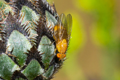 Sapromyzosoma quadricincta