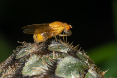 Sapromyzosoma quadricincta