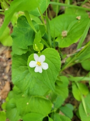 Viola canadensis