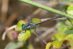 Stenogomphurus rogersi