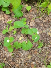 Viola canadensis