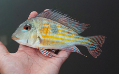 Geophagus