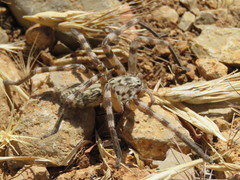 Eusparassus walckenaeri