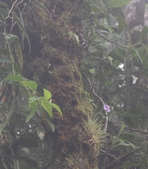 Utricularia endresii