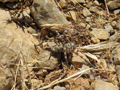Eusparassus walckenaeri