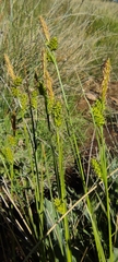 Carex mairei