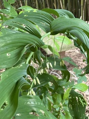 Polygonatum biflorum