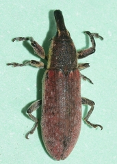 Lixus vilis