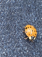 Harmonia axyridis