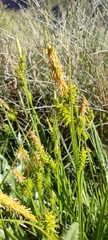 Carex mairei