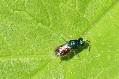 Pseudomalus auratus