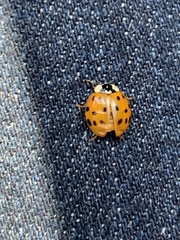Harmonia axyridis