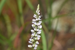 Polygala ambigua