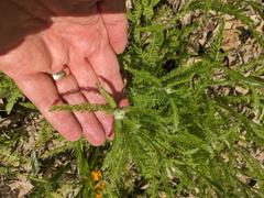 Achillea millefolium borealis