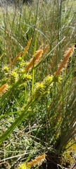 Carex mairei