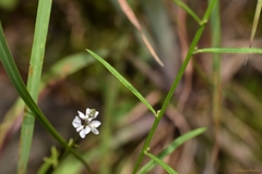 Polygala ambigua