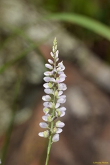 Polygala ambigua