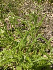 Achillea millefolium borealis