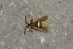 Sesia apiformis