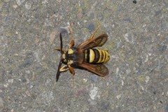 Sesia apiformis