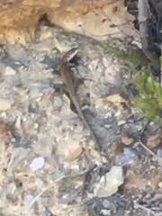 Podarcis muralis colosii