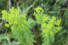 Euphorbia platyphyllos