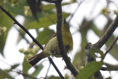 Anthreptes malacensis