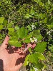 Crataegus macracantha