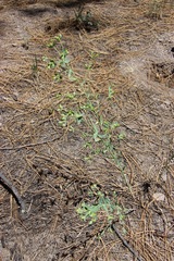 Tithymalus