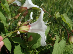 Calystegia silvatica