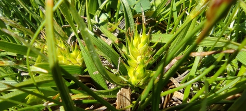 Image of Carex hordeistichos by (c) Santiago Martín-Bravo, some rights reserved (CC BY)