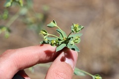 Tithymalus