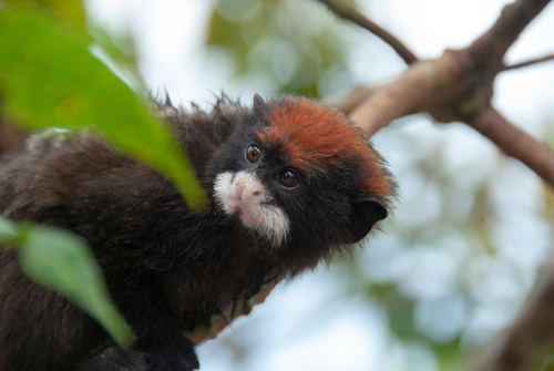 Red-cap Mustached Tamarin (Saguinus pileatus) — Data Deficient Mammalia