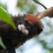 Red-cap Moustached Tamarin - Photo no rights reserved, uploaded by Whaldener Endo