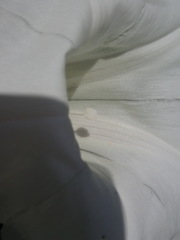 Calystegia silvatica