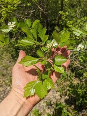 Crataegus macracantha