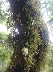Utricularia jamesoniana