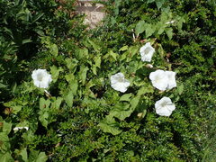 Calystegia silvatica