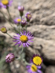 Erigeron breweri breweri