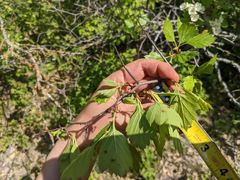 Crataegus macracantha