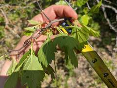 Crataegus macracantha