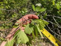 Crataegus macracantha