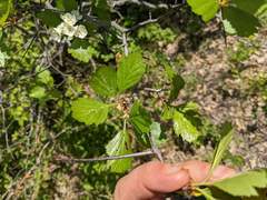 Crataegus macracantha
