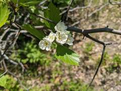 Crataegus macracantha