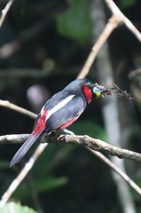 Cymbirhynchus macrorhynchos