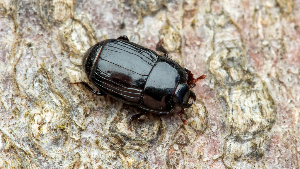 Platysoma compressum