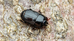 Platysoma compressum